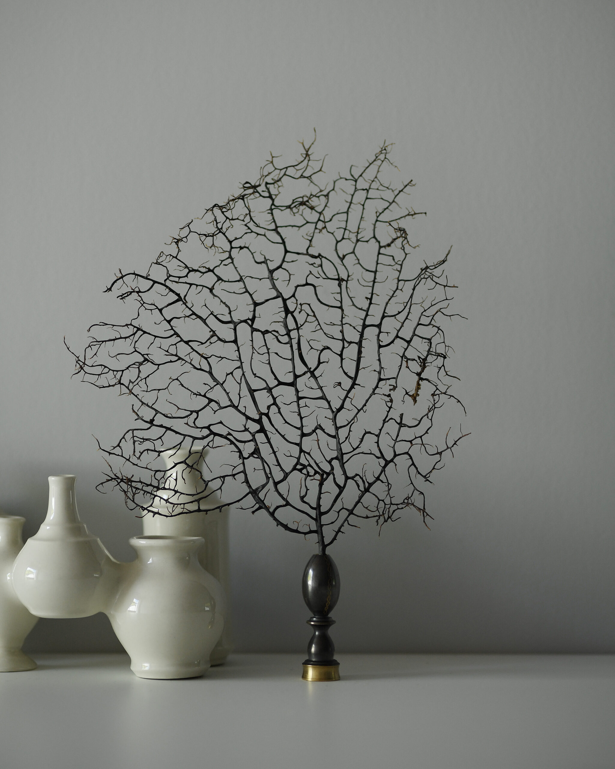 Objects in Black Sea fan and brass vase