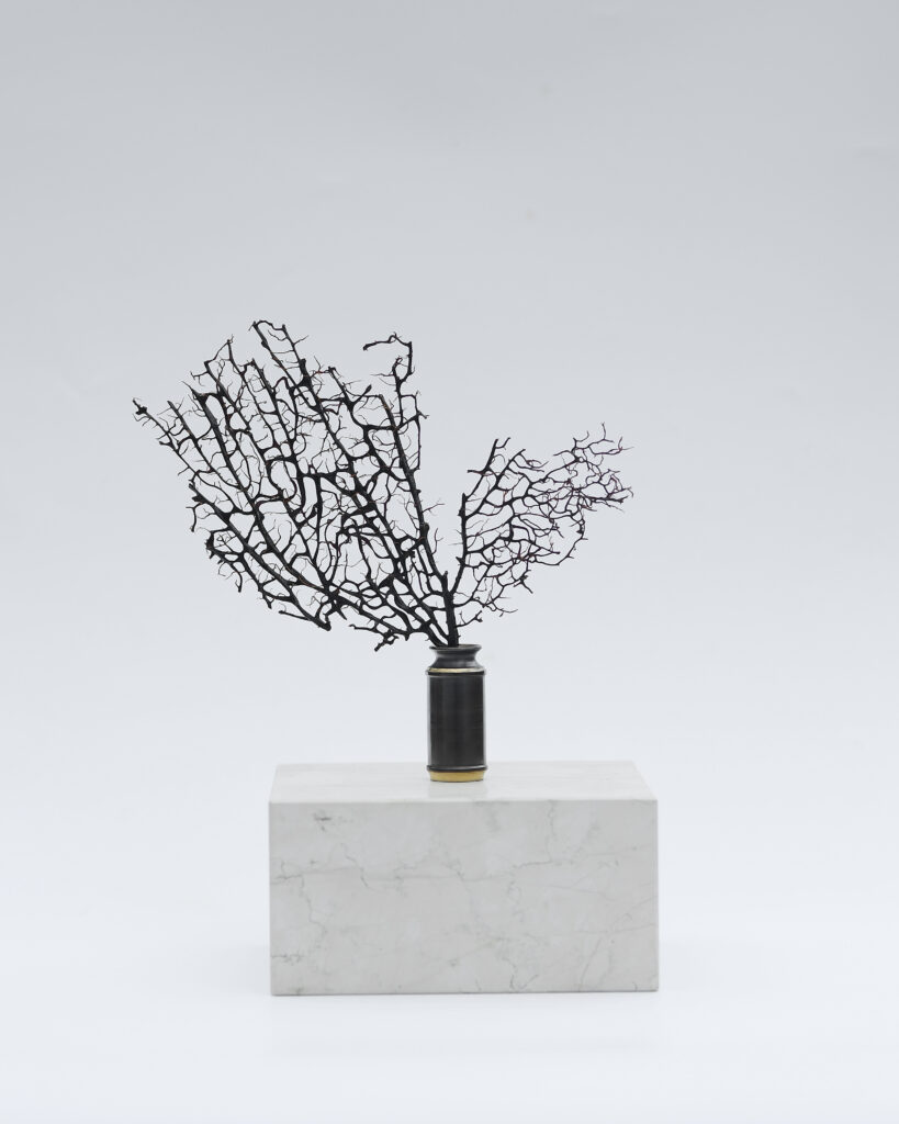 OBJECT & SEA FAN